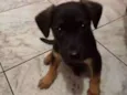 Coisinho