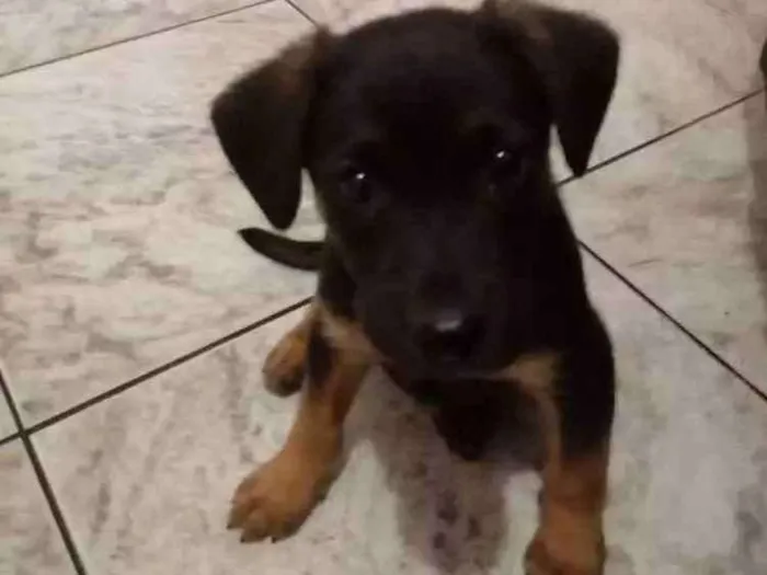 Cachorro ra a SRD idade 2 a 6 meses nome Coisinho
