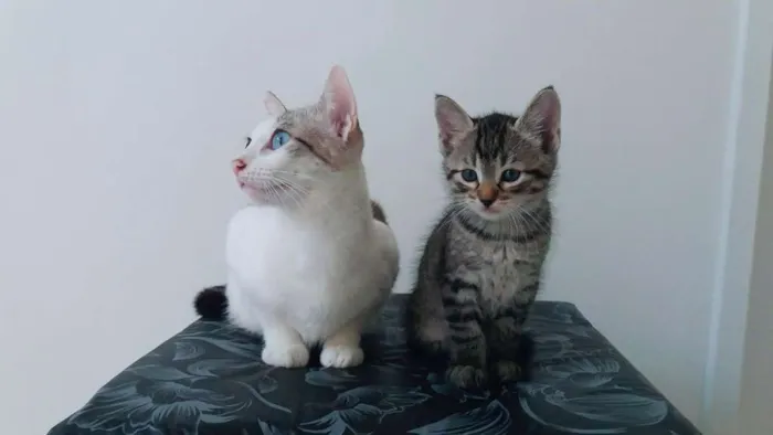 Gato ra a  idade 2 a 6 meses nome Nick