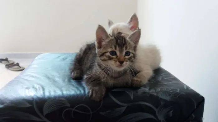 Gato ra a  idade 2 a 6 meses nome Nick