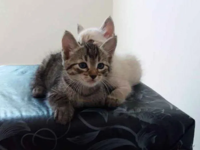 Gato ra a  idade 2 a 6 meses nome Nick