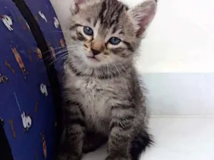 Gato raça  idade 2 a 6 meses nome Nick