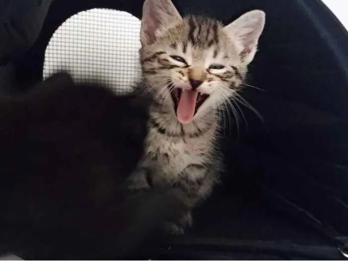 Gato ra a  idade 2 a 6 meses nome Nick