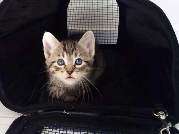 Gato ra a  idade 2 a 6 meses nome Nick