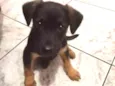 Coisinho