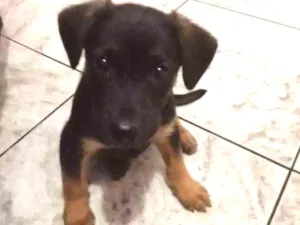 Cachorro raça SRD idade 2 a 6 meses nome Coisinho