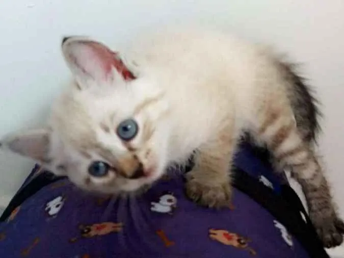 Gato ra a  idade 2 a 6 meses nome Nyna