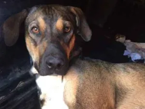 Cachorro raça SRD idade 3 anos nome Ninão