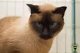Rai