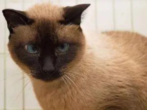 Gato raça  idade 6 ou mais anos nome Rai