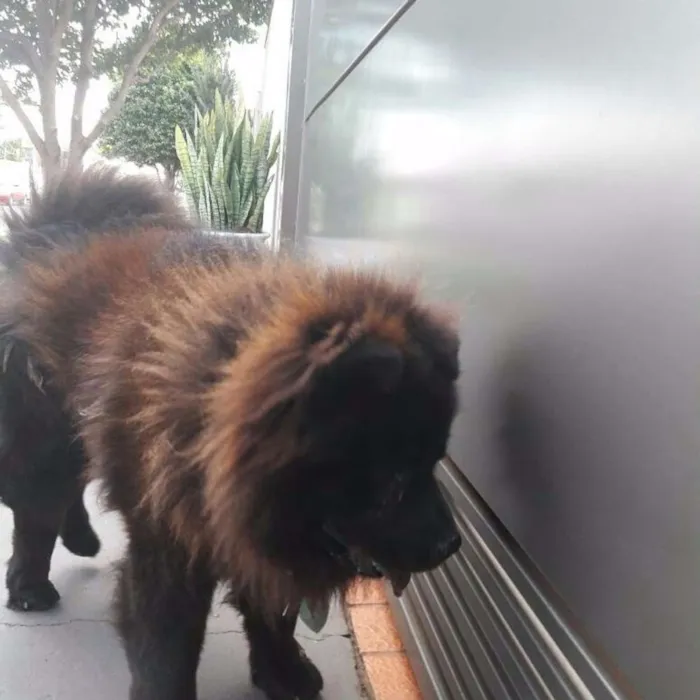 Cachorro ra a Chow chow idade 1 ano nome Não sei