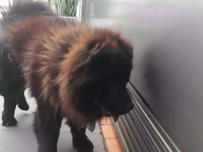 Cachorro ra a Chow chow idade 1 ano nome Não sei