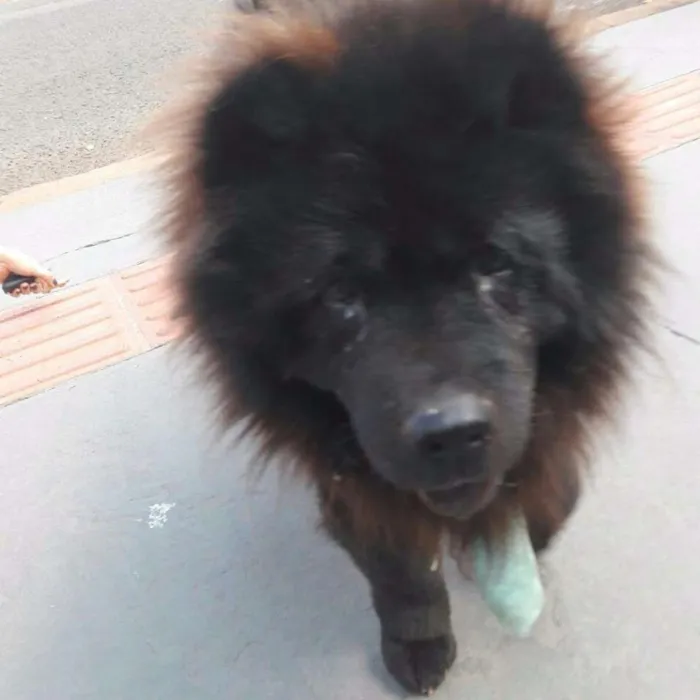 Cachorro ra a Chow chow idade 1 ano nome Não sei