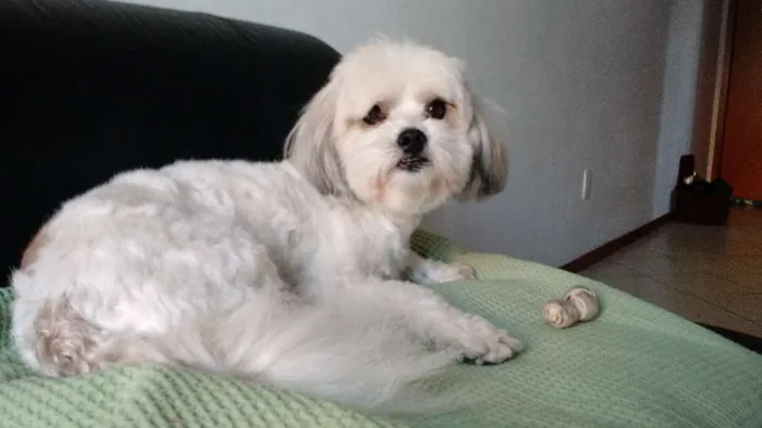 Cachorro raça Llasa apso idade 6 ou mais anos nome Puppy