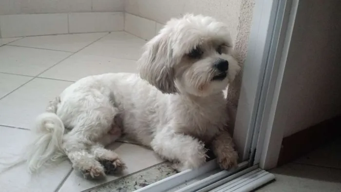 Cachorro raça Llasa apso idade 6 ou mais anos nome Puppy