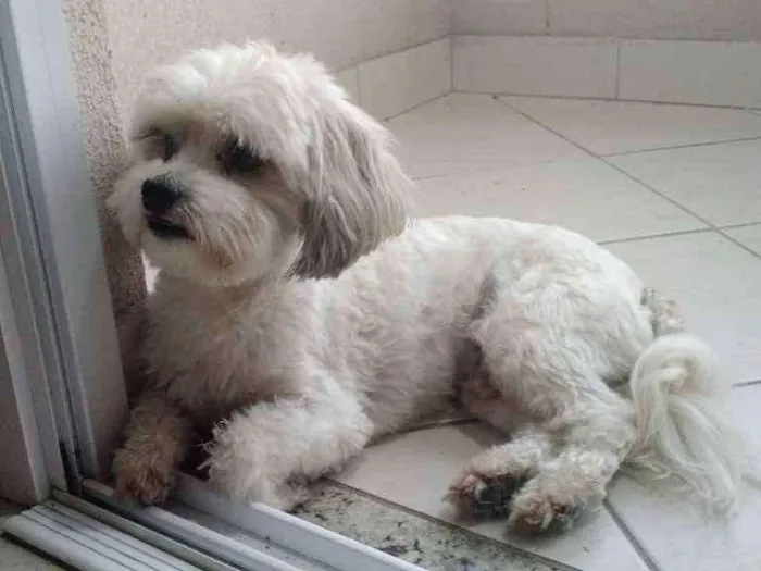Cachorro raça Llasa apso idade 6 ou mais anos nome Puppy