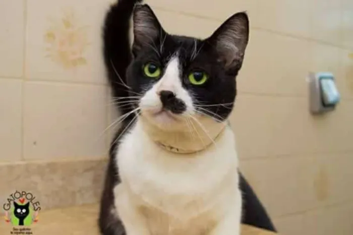Gato ra a  idade 3 anos nome Ervilha