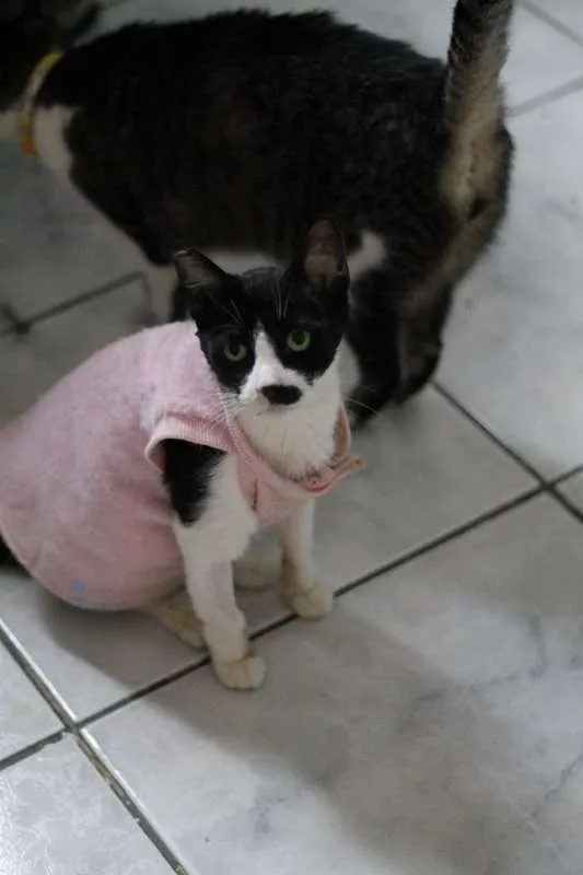 Gato ra a  idade 3 anos nome Ervilha