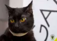 Filó