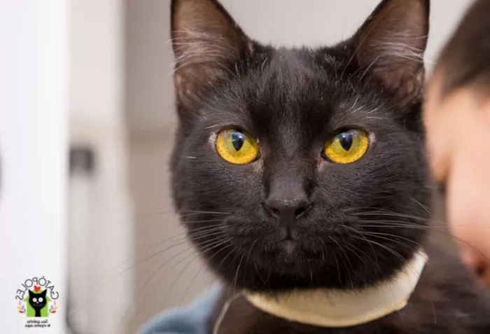 Gato ra a  idade 2 anos nome Filó