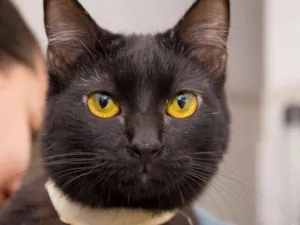 Gato raça  idade 2 anos nome Filó