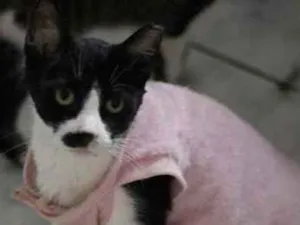 Gato raça  idade 3 anos nome Ervilha