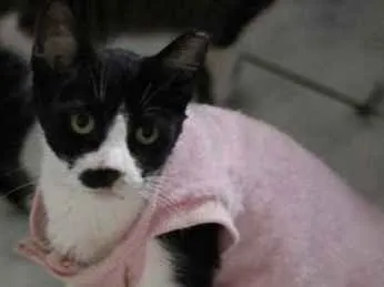 Gato ra a  idade 3 anos nome Ervilha