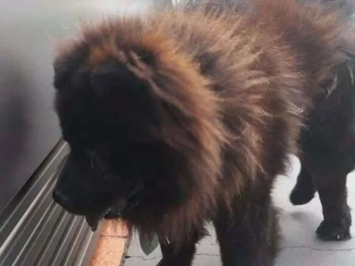 Cachorro ra a Chow chow idade 1 ano nome Não sei