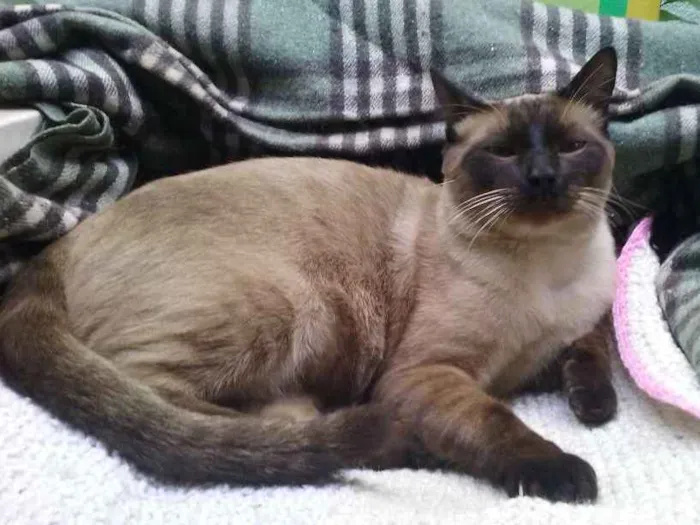 Gato ra a siames idade 7 a 11 meses nome Fred