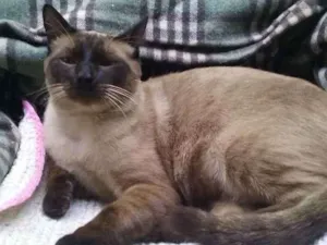 Gato raça siames idade 7 a 11 meses nome Fred