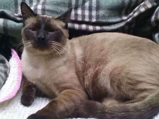 Gato ra a siames idade 7 a 11 meses nome Fred