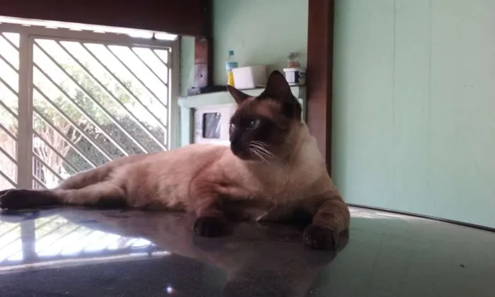 Gato ra a siames idade 7 a 11 meses nome Fred