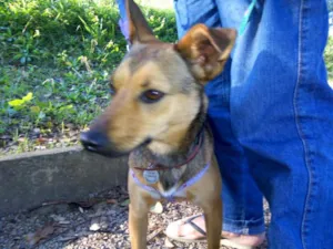 Cachorro raça SRD idade 1 ano nome Nina