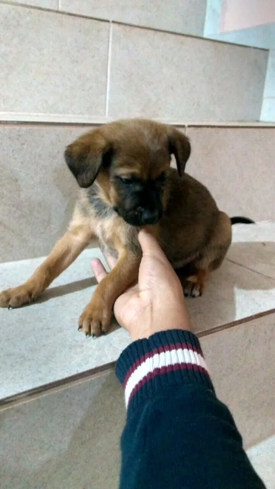 Cachorro ra a Vira lata idade Abaixo de 2 meses nome Não possui nome 