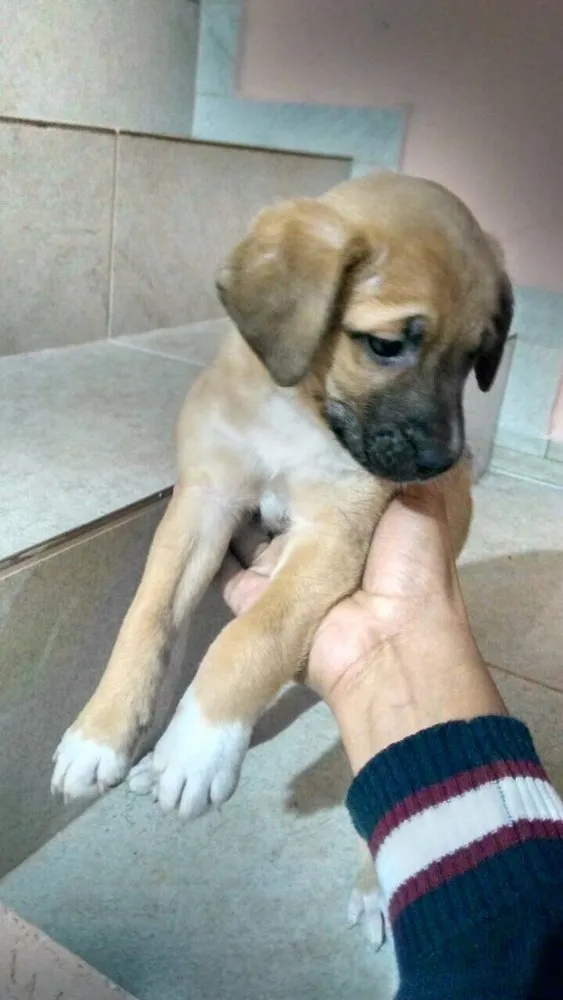 Cachorro ra a Vira lata idade Abaixo de 2 meses nome Não possui nome 