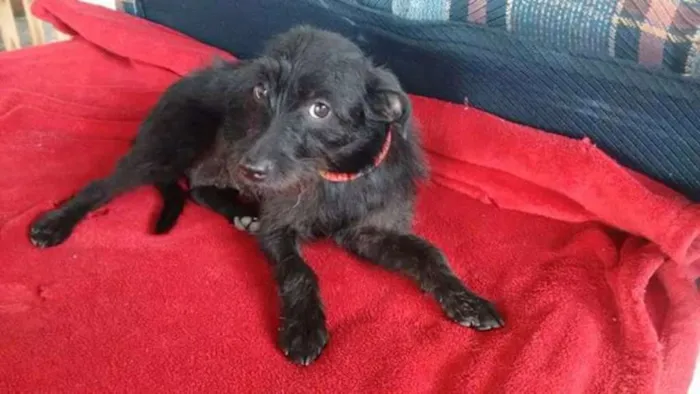Cachorro ra a SRD idade 1 ano nome Belinha