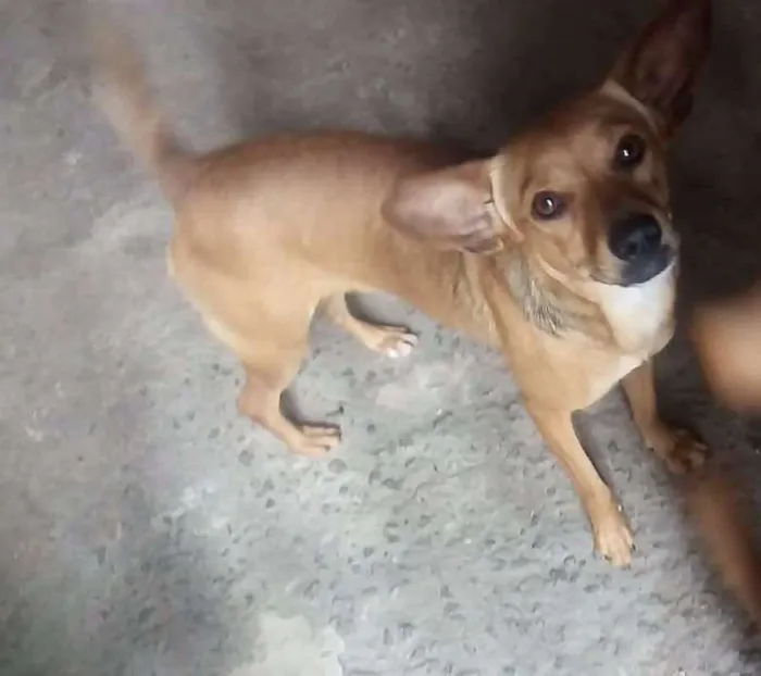 Cachorro raça Mestiço de Basset idade 1 ano nome Wendy