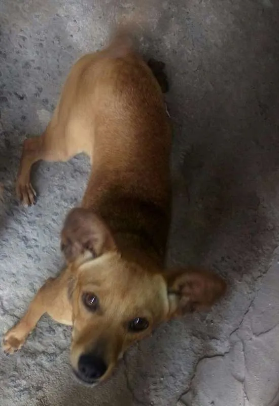 Cachorro raça Mestiço de Basset idade 1 ano nome Wendy