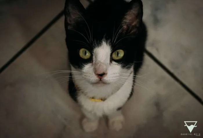 Gato ra a  idade 2 anos nome Celina