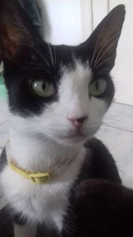 Gato ra a  idade 2 anos nome Celina