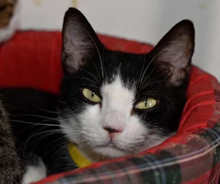 Gato ra a  idade 2 anos nome Celina