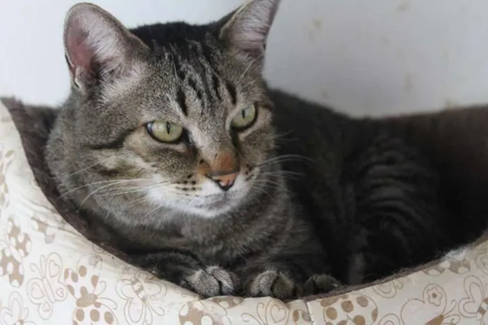 Gato ra a  idade 3 anos nome Sortuda