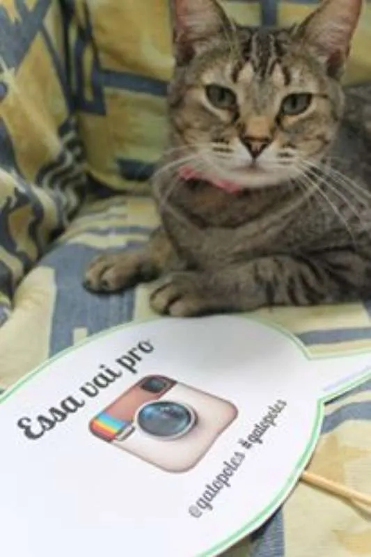 Gato ra a  idade 3 anos nome Sortuda