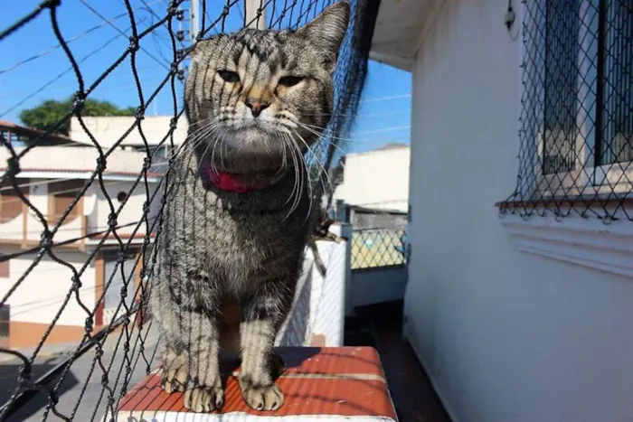 Gato ra a  idade 3 anos nome Sortuda