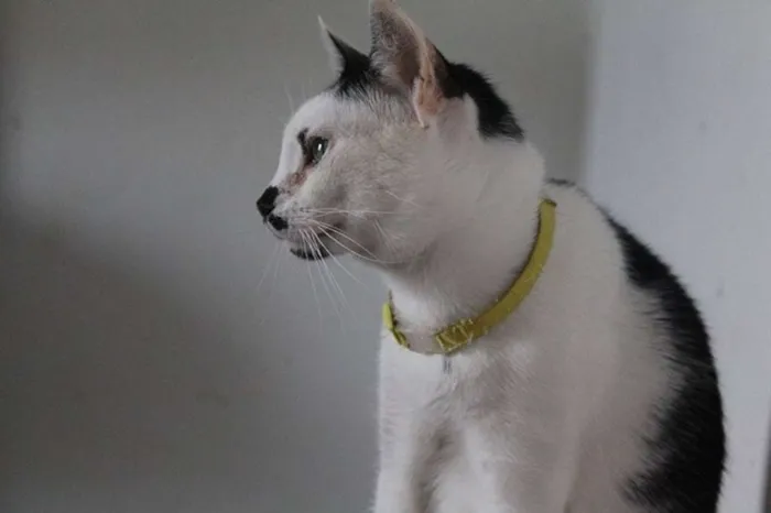 Gato ra a  idade 2 anos nome Rudolf