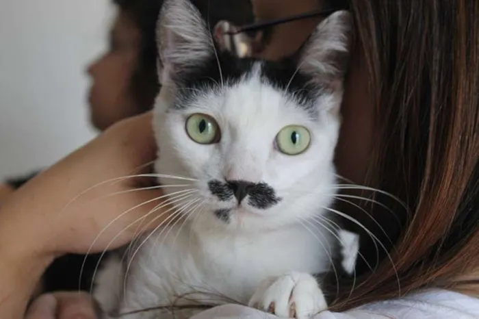 Gato ra a  idade 2 anos nome Rudolf
