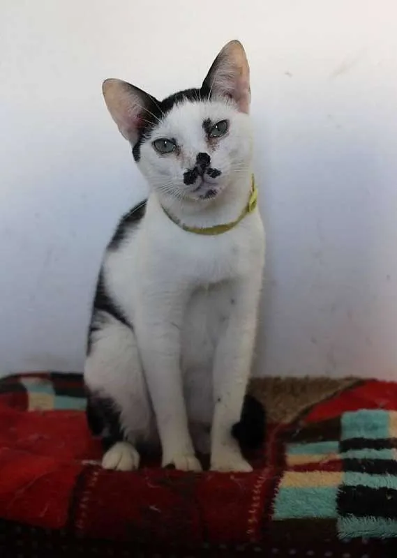 Gato ra a  idade 2 anos nome Rudolf