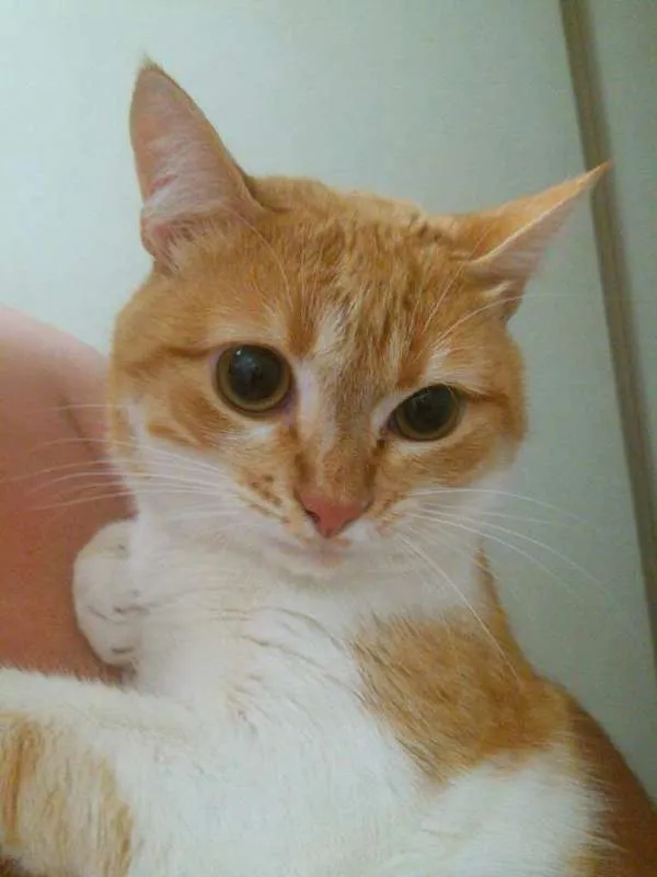 Gato ra a  idade 2 anos nome Blondie
