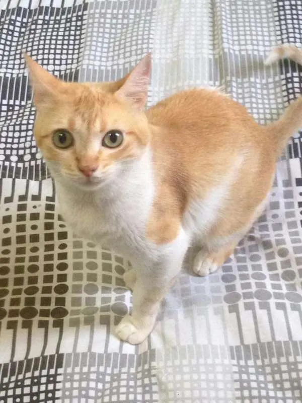 Gato ra a  idade 2 anos nome Blondie