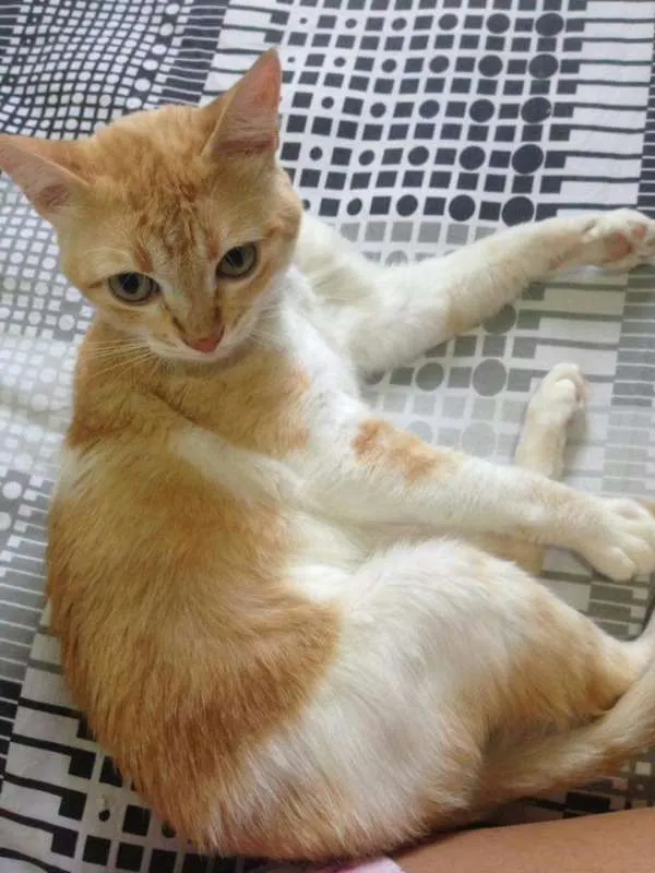 Gato ra a  idade 2 anos nome Blondie